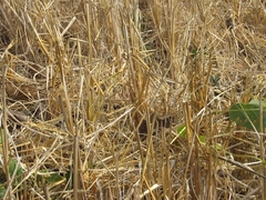 Oryza sativa
