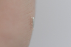 Stegommata sulfuratella