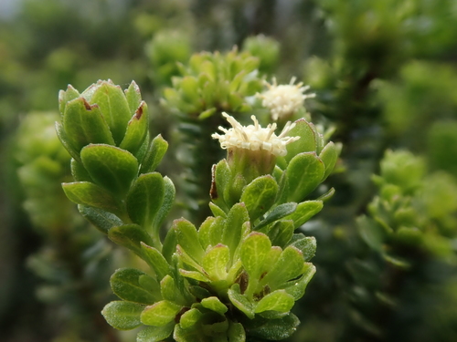 Image of Baccharis patagonica by (c) Nolan Exe, some rights reserved (CC BY)
