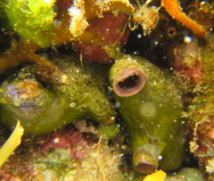 Asterocarpa coerulea