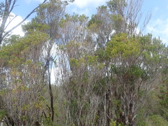 Metrosideros stipularis