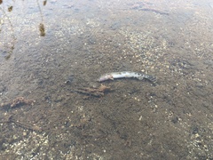 Cobitis multifasciata