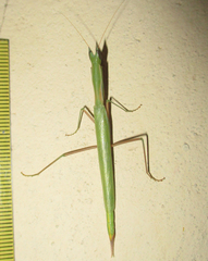 Episcopomantis chalybea