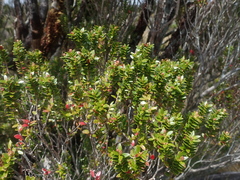 Metrosideros stipularis