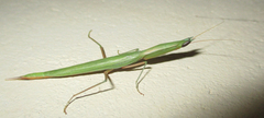 Episcopomantis chalybea