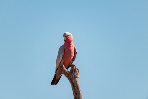 Galah