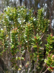 Metrosideros stipularis