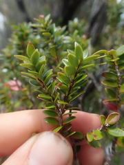 Metrosideros stipularis