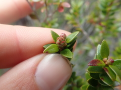 Metrosideros stipularis