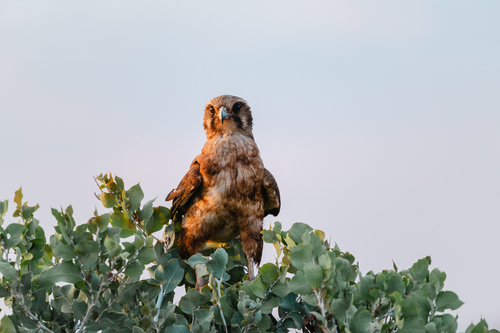 Brown Falcon
