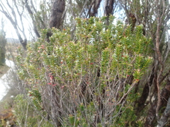 Metrosideros stipularis