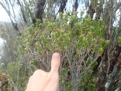 Metrosideros stipularis