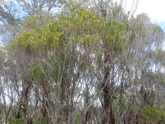 Metrosideros stipularis