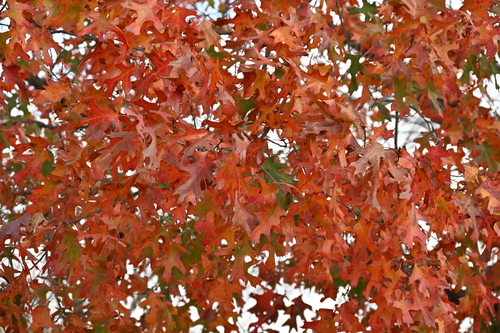 Shumard's Oak (Quercus shumardii)