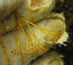 Melanthalia abscissa