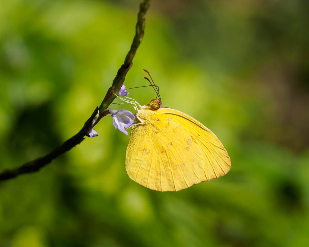 Dina Yellow