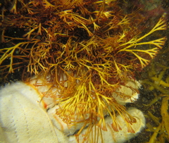 Melanthalia abscissa