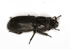 Nigidius delegorguei