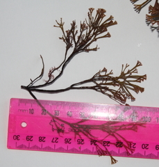 Melanthalia abscissa