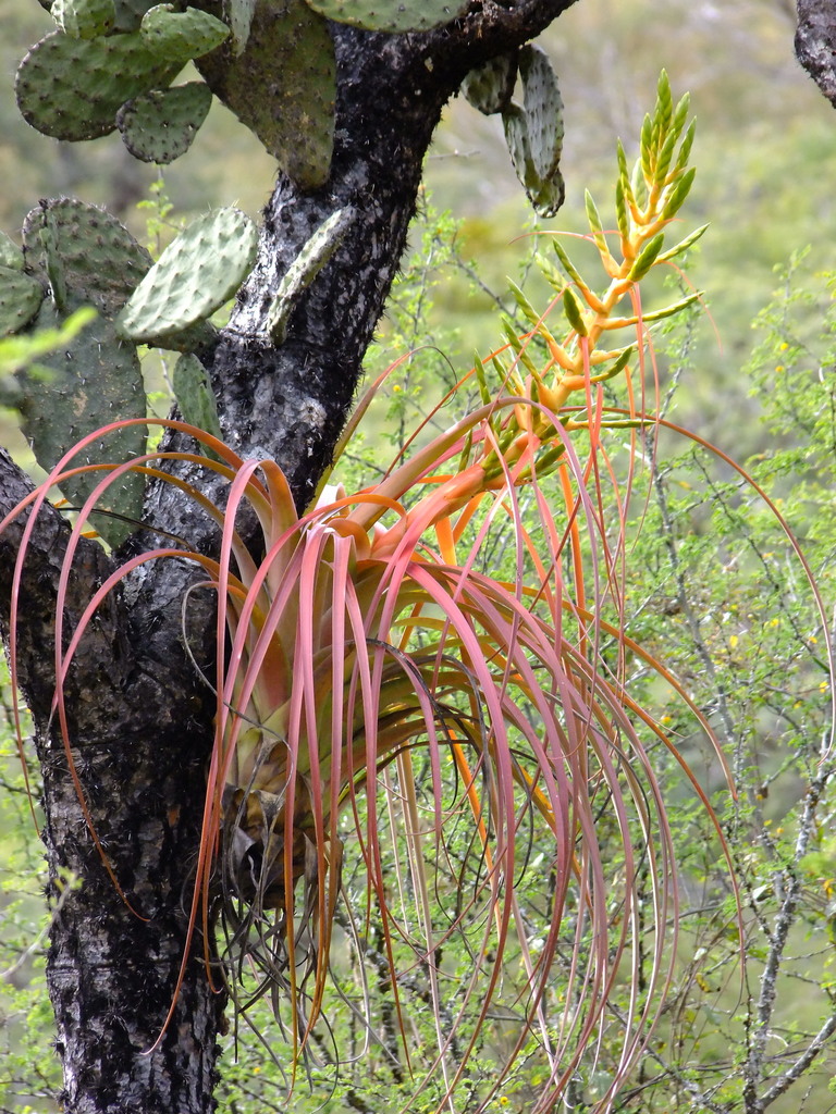 Tillandsia calothyrsus