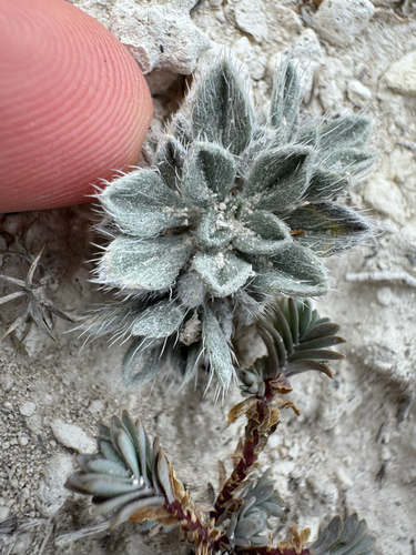 Wrinkled Cryptantha (Oreocarya rugulosa)
