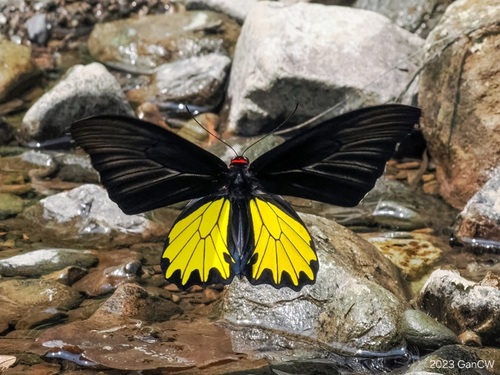 Troides helena (Linnaeus, 1758)