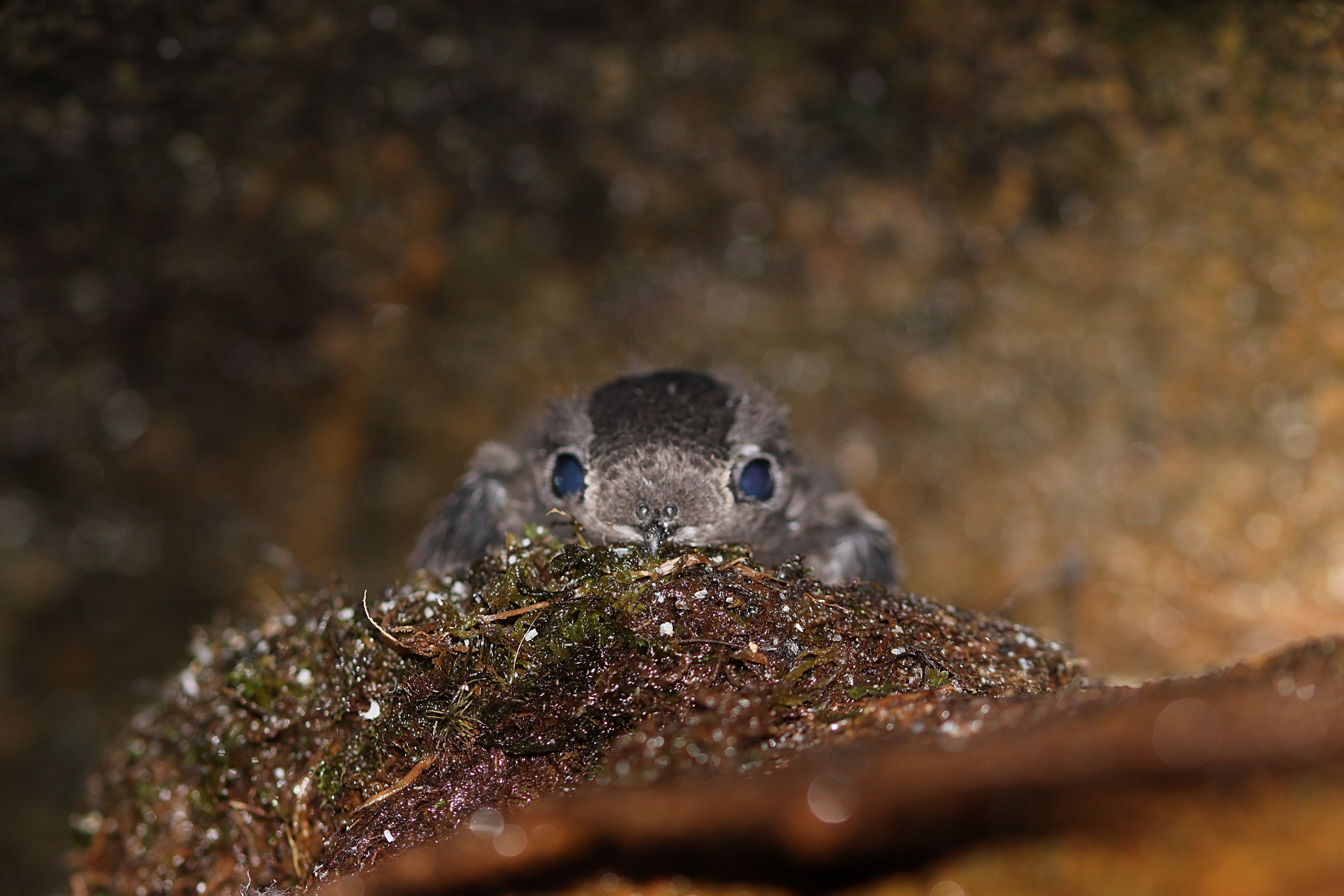 Sooty Swift (Cypseloides fumigatus), photo 1
