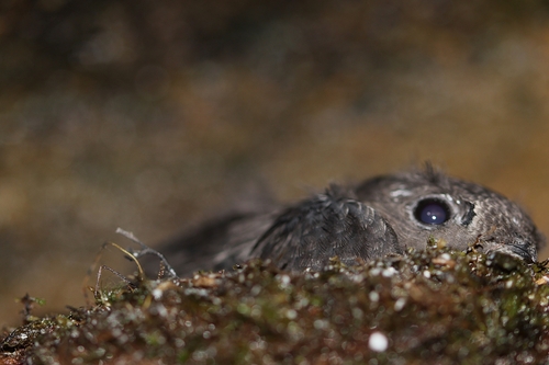 Sooty Swift (Cypseloides fumigatus), photo 6