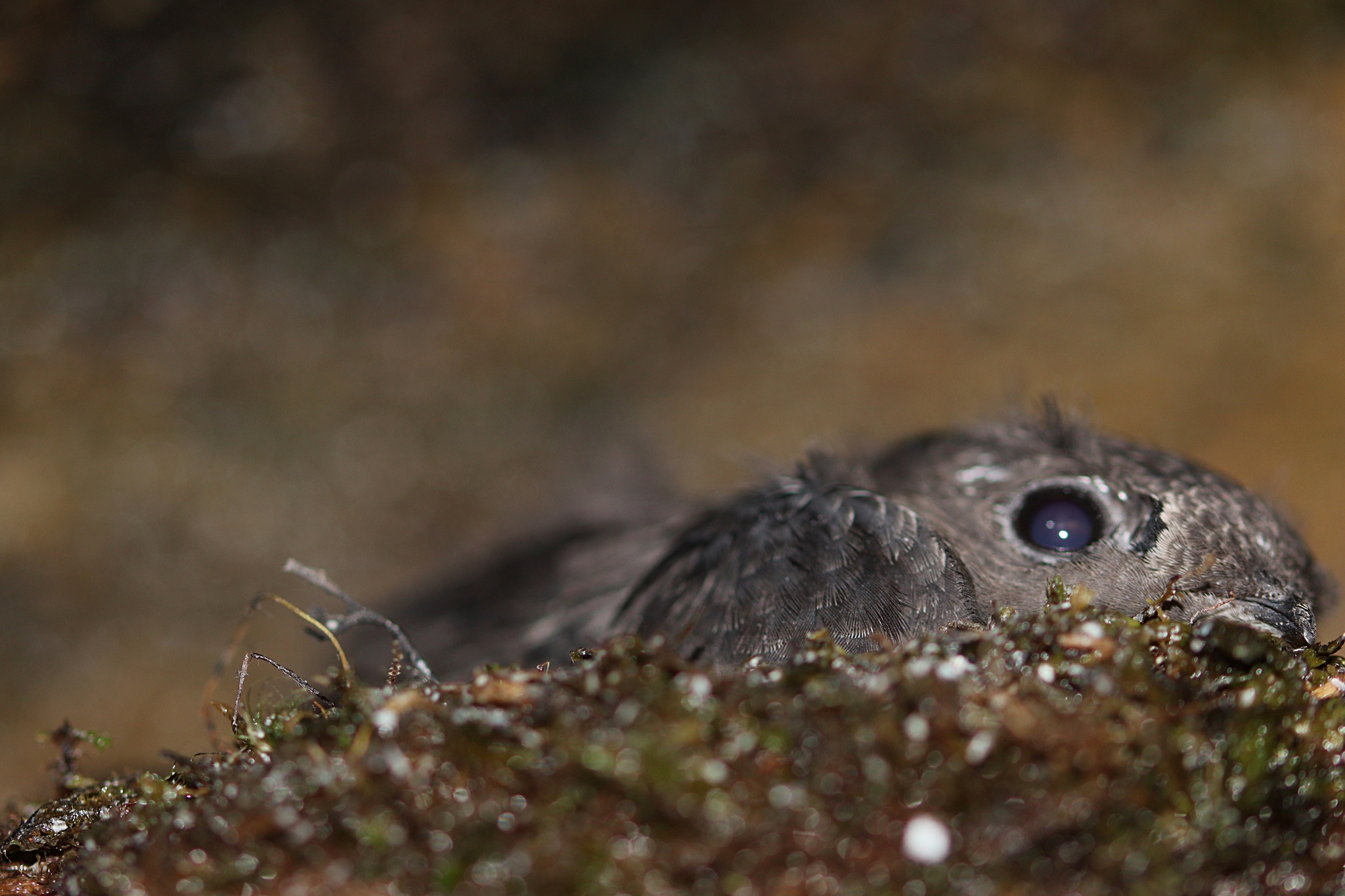 Sooty Swift (Cypseloides fumigatus), photo 6