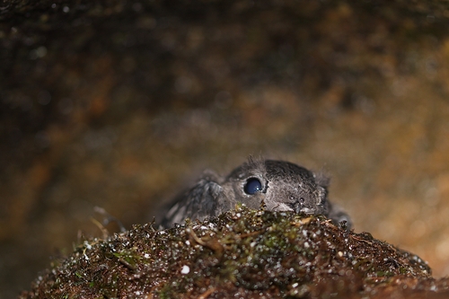Sooty Swift (Cypseloides fumigatus), photo 7