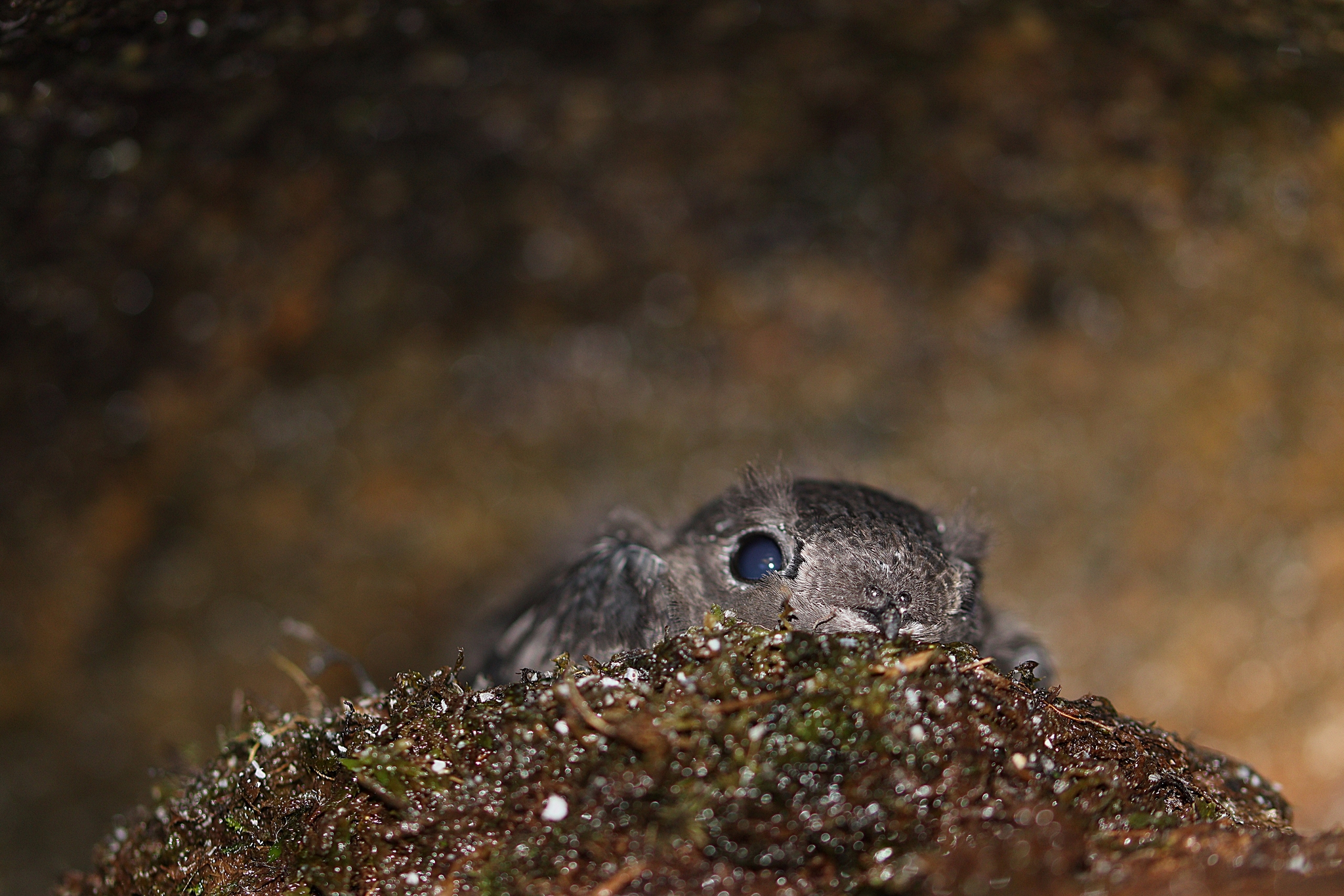 Sooty Swift (Cypseloides fumigatus), photo 7