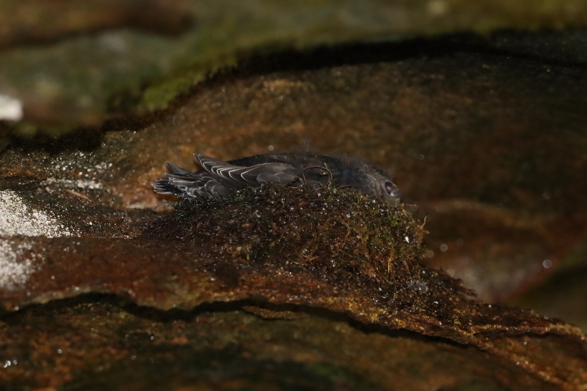 Sooty Swift (Cypseloides fumigatus), photo 2
