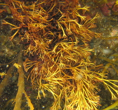 Melanthalia abscissa