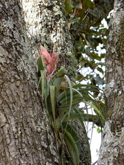 Tillandsia bourgaei