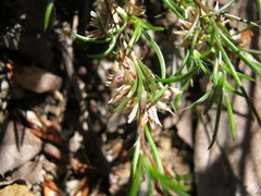 Laxmannia orientalis