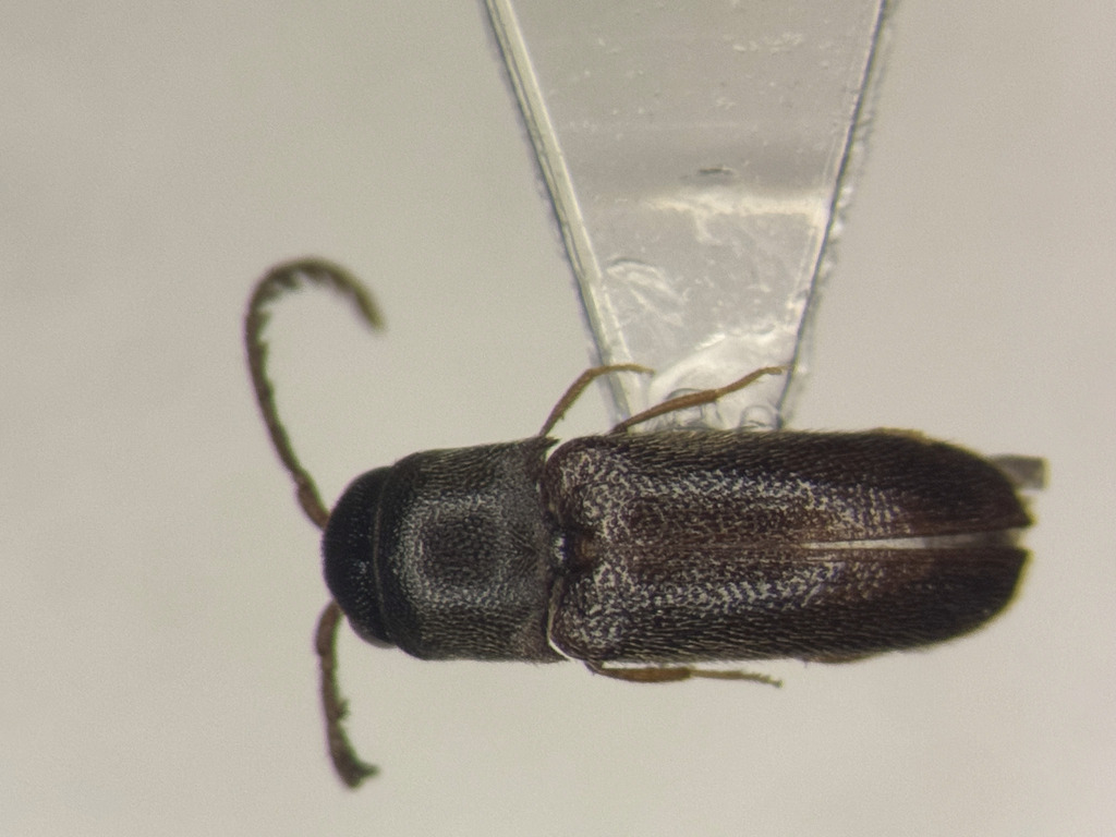Microrhagus brunneus