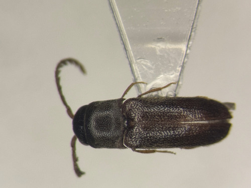 Microrhagus brunneus
