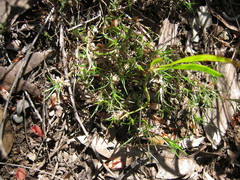 Laxmannia orientalis