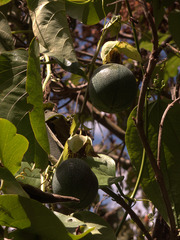 Passiflora ligularis