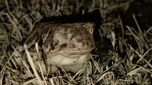 Woodhouse's Toad observed by ethan_tripe