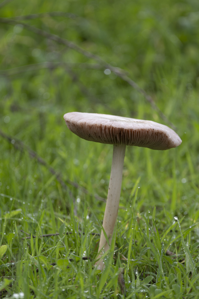 Volvopluteus gloiocephalus · December 2025 · photo: © decoyhedgehog (iNaturalist, cc-by-nc)