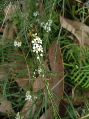 Baeckea linifolia