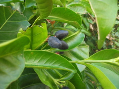 Kopsia arborea