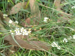 Baeckea linifolia