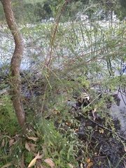 Baeckea linifolia