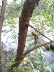 Baeckea linifolia