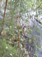 Baeckea linifolia