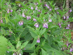 Symphytum × uplandicum