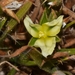 Cartonema philydroides - Photo (c) Tim Hammer, algunos derechos reservados (CC BY-NC), subido por Tim Hammer