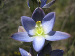 Thelymitra grandiflora